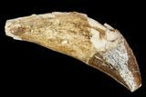 Primitive Whale (Basilosaur) Tooth - Dakhla, Morocco #106326-1
